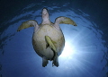   Turtle amazing Abu Dabbab  